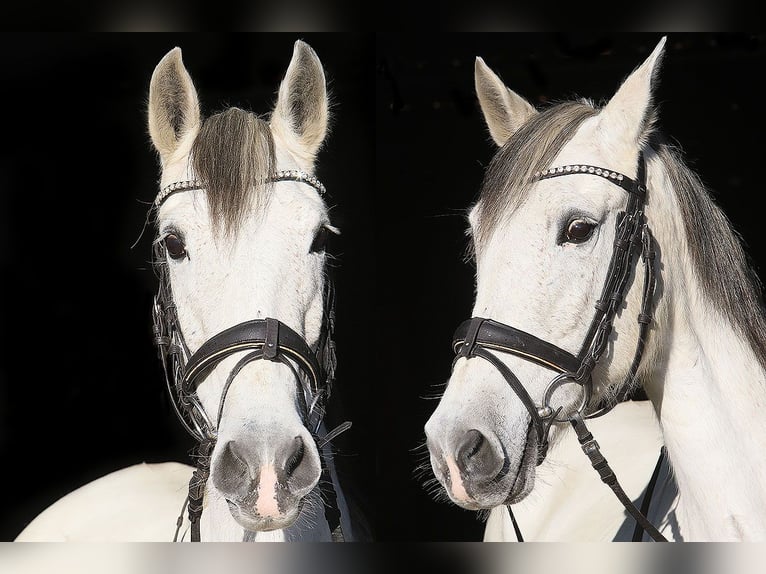 Andalusian Mare 13 years 15,2 hh Gray in Bötersen