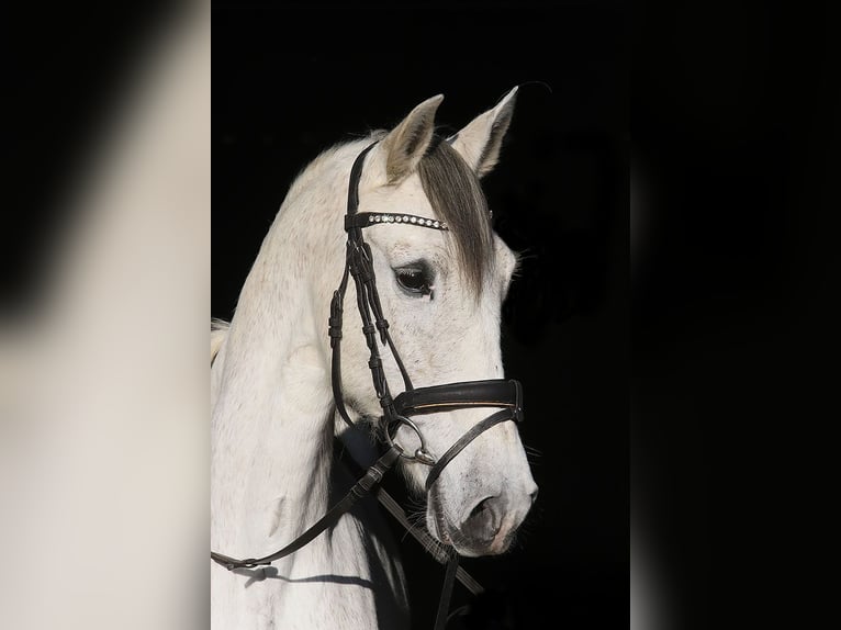 Andalusian Mare 13 years 15,2 hh Gray in Bötersen