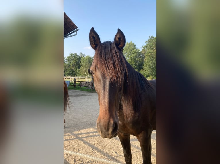 Andalusian Mare 13 years 15,2 hh Smoky-Black in nähe Stainz