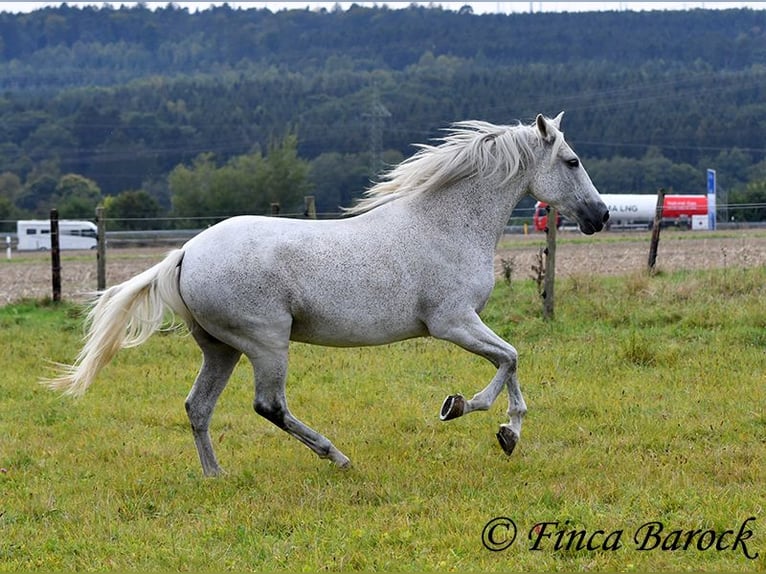 Andalusian Mare 13 years 15,3 hh Gray in Wiebelsheim