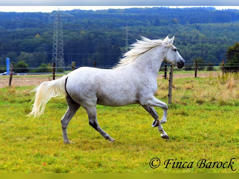 Andalusian Mare 13 years 15,3 hh Gray in Wiebelsheim