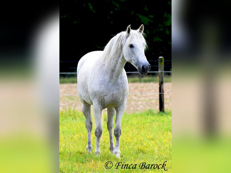 Andalusian Mare 13 years 15,3 hh Gray in Wiebelsheim