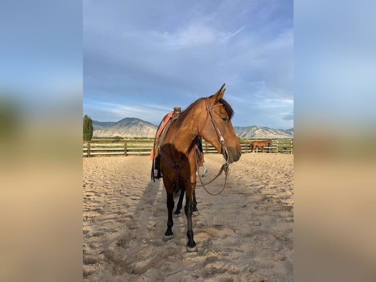 Andalusian Mare 13 years 15 hh Bay in Logan, UT