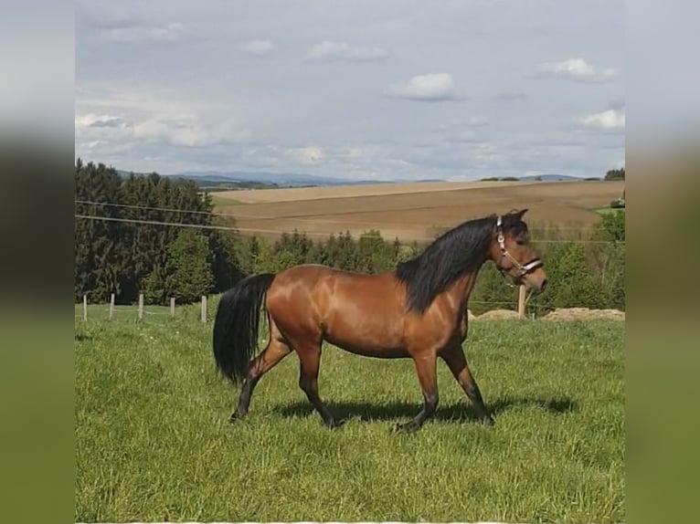 Andalusian Mare 13 years 15 hh Brown in Lambrechten