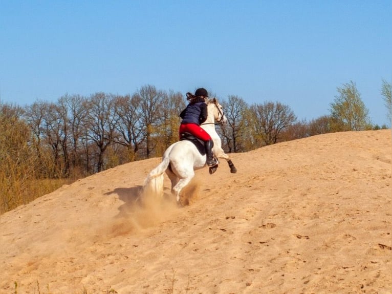 Andalusian Mix Mare 13 years 15 hh Grey in Tarbek