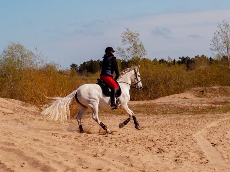 Andalusian Mix Mare 13 years 15 hh Grey in Tarbek
