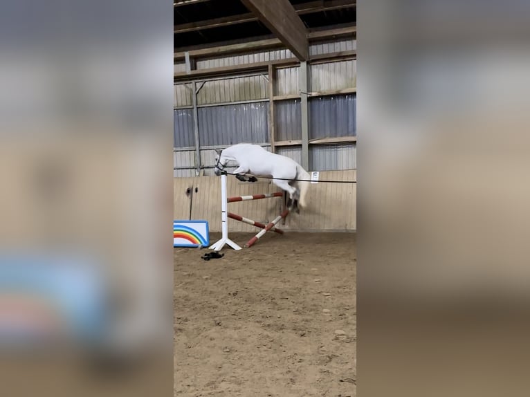 Andalusian Mix Mare 13 years 15 hh Grey in Tarbek