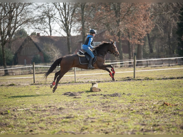 Andalusian Mare 13 years 15,1 hh Brown in Lingen