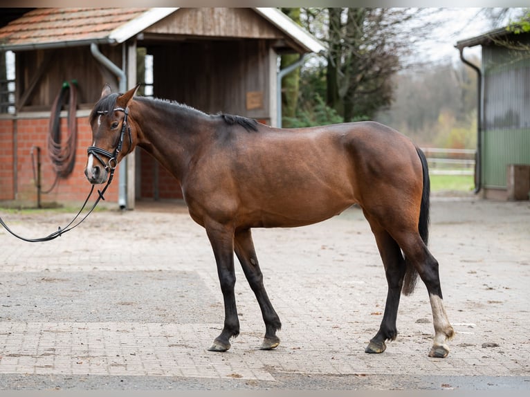 Andalusian Mare 13 years 15,1 hh Brown in Lingen