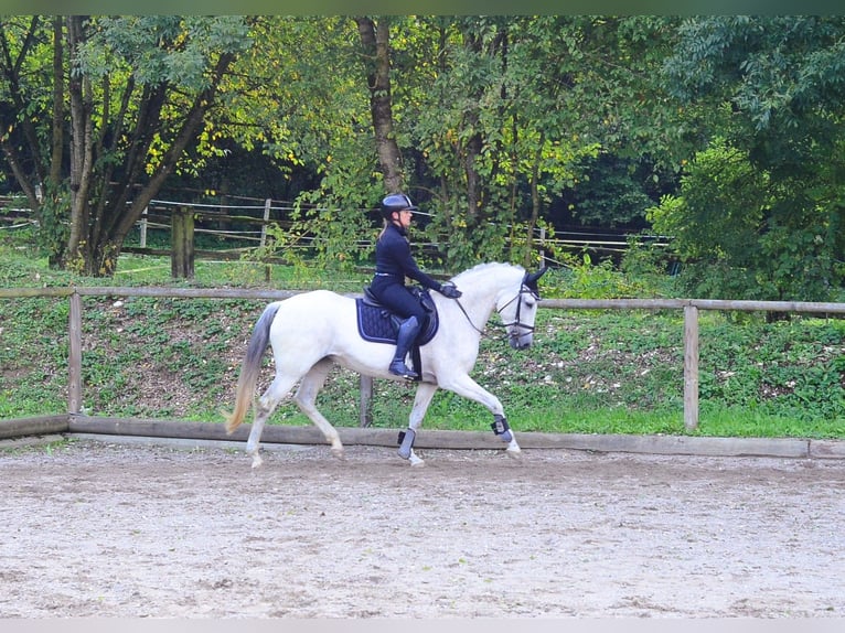 Andalusian Mare 13 years 15,1 hh Grey in Wellheim