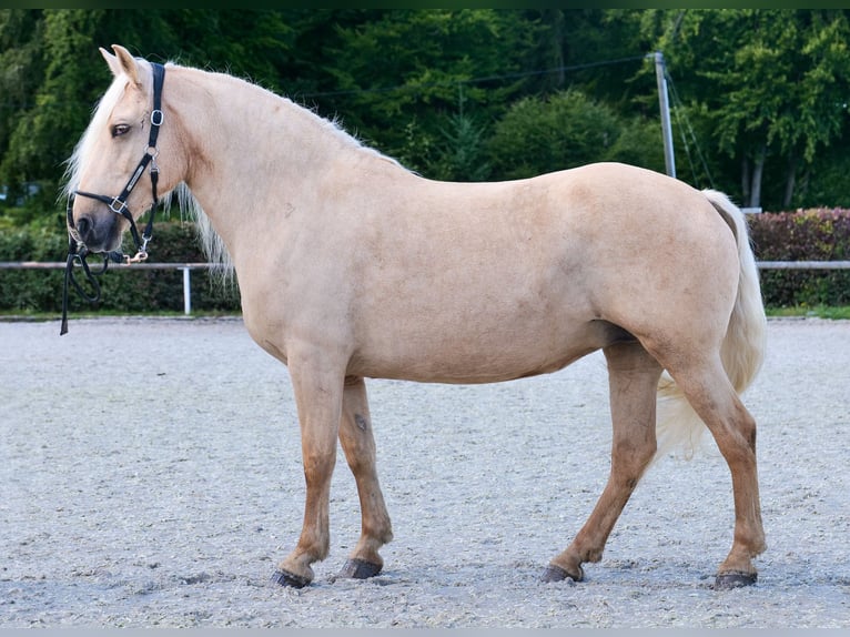 Andalusian Mare 13 years 15,1 hh Palomino in Neustadt (Wied)