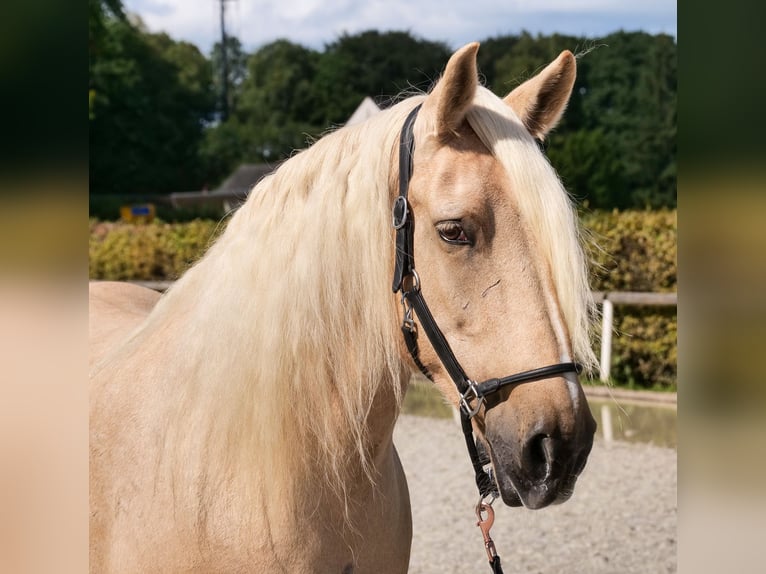 Andalusian Mare 13 years 15,1 hh Palomino in Neustadt (Wied)