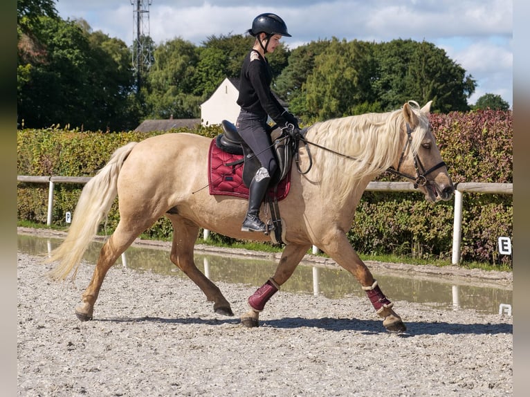 Andalusian Mare 13 years 15,1 hh Palomino in Neustadt (Wied)