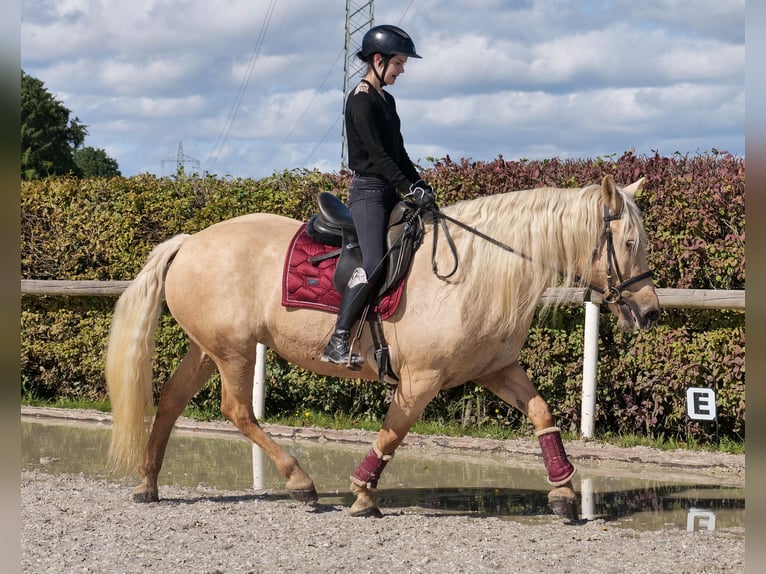Andalusian Mare 13 years 15,1 hh Palomino in Neustadt (Wied)