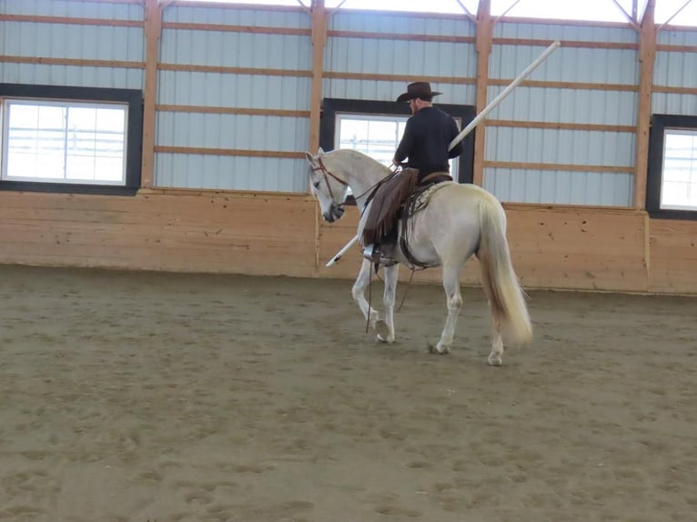 Andalusian Mare 13 years 15,3 hh Grey in Honey Brook, PA