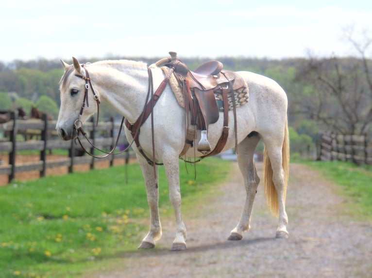 Andalusian Mare 13 years 15,3 hh Grey in Honey Brook, PA
