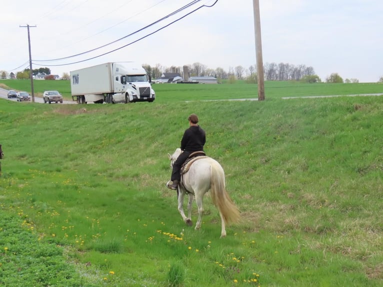 Andalusian Mare 13 years 15,3 hh Grey in Honey Brook, PA