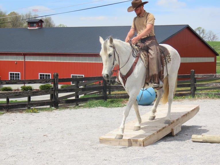 Andalusian Mare 13 years 15,3 hh Grey in Honey Brook, PA