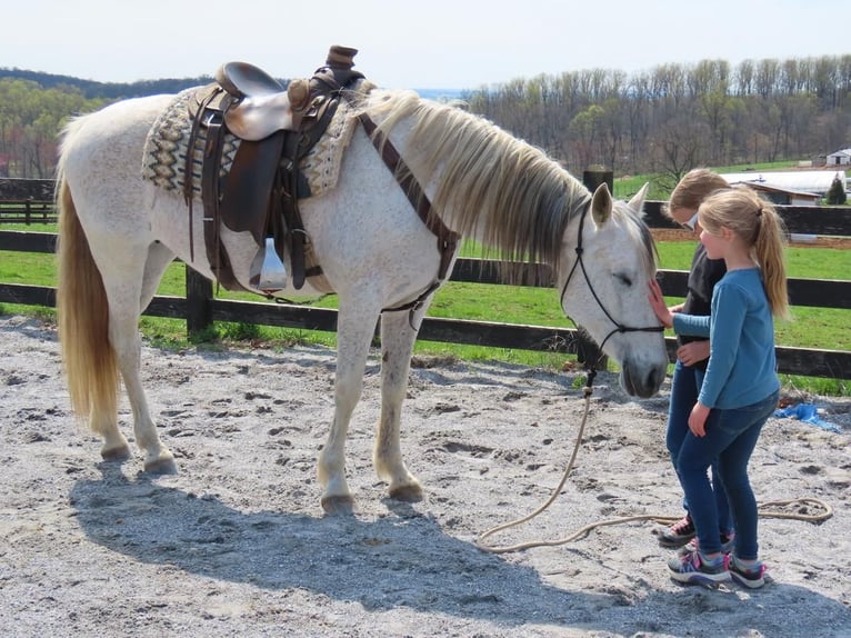 Andalusian Mare 13 years 15,3 hh Grey in Honey Brook, PA