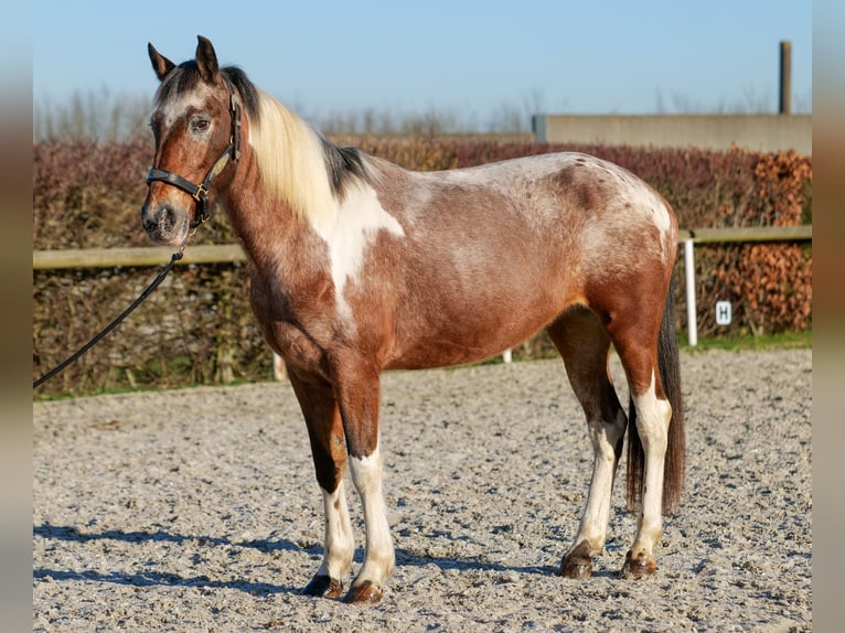 Andalusian Mare 14 years 13,3 hh Red Dun in Neustadt (Wied)