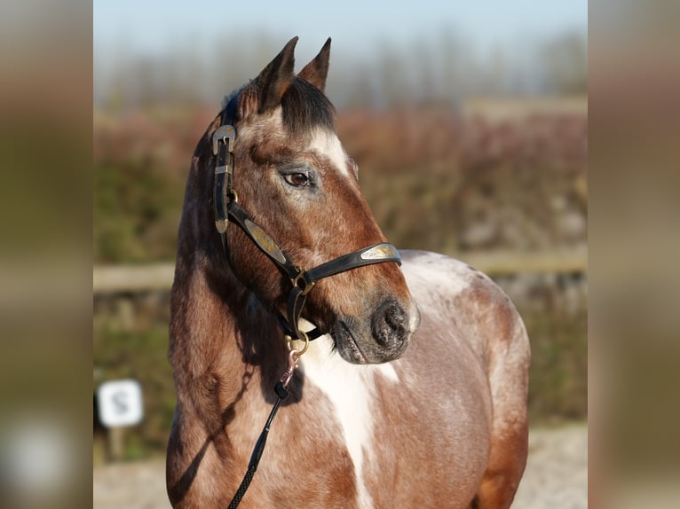 Andalusian Mare 14 years 13,3 hh Red Dun in Neustadt (Wied)