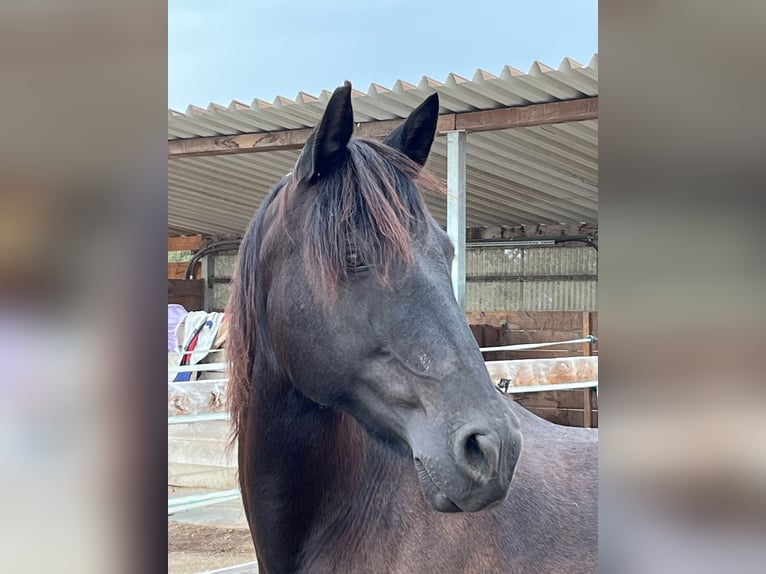 Andalusian Mare 14 years 15,1 hh Black in Maugenhard