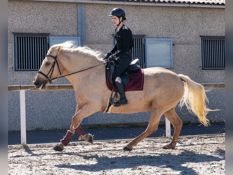 Andalusian Mare 14 years 15.1 hh Palomino in Neustadt (Wied)