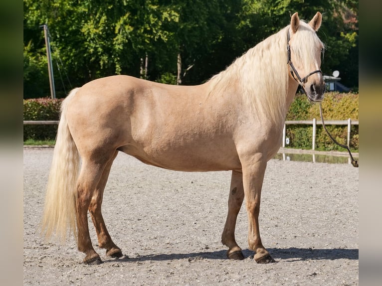 Andalusian Mare 14 years 15.1 hh Palomino in Neustadt (Wied)