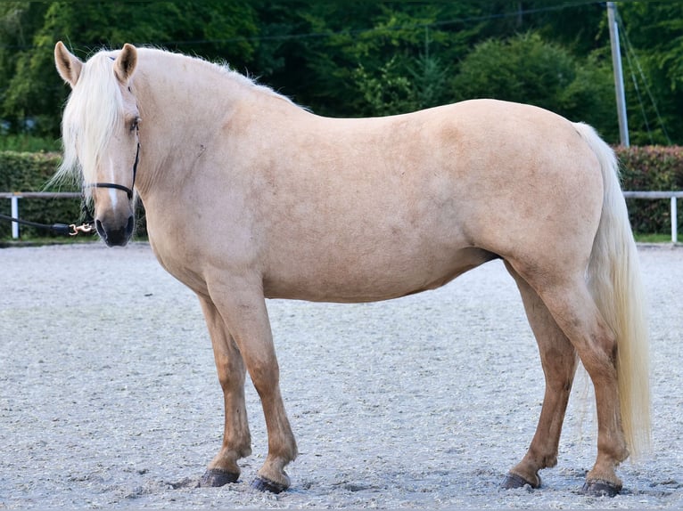 Andalusian Mare 14 years 15.1 hh Palomino in Neustadt (Wied)