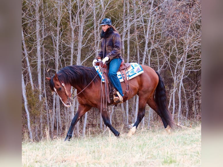 Andalusian Mare 14 years 15,2 hh Bay in Hardinsburg IN