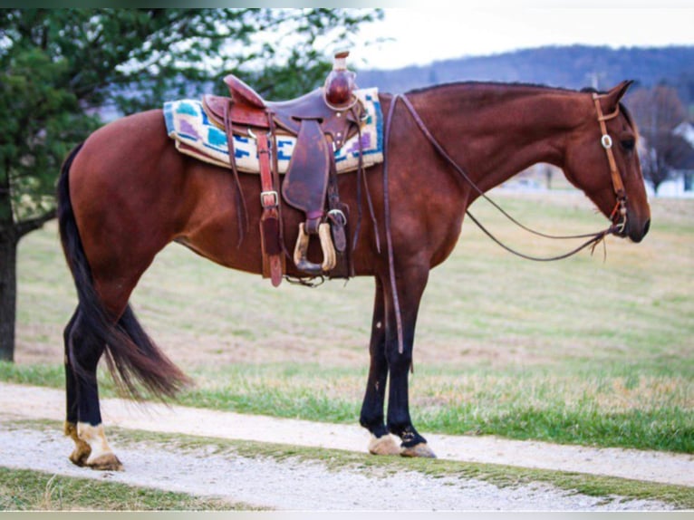 Andalusian Mare 14 years 15,2 hh Bay in Hardinsburg IN