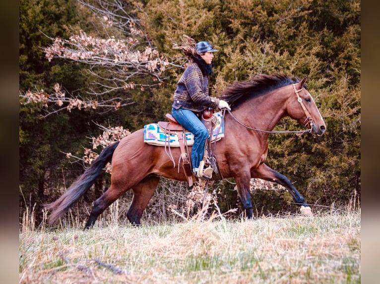 Andalusian Mare 14 years 15,2 hh Bay in Hardinsburg IN