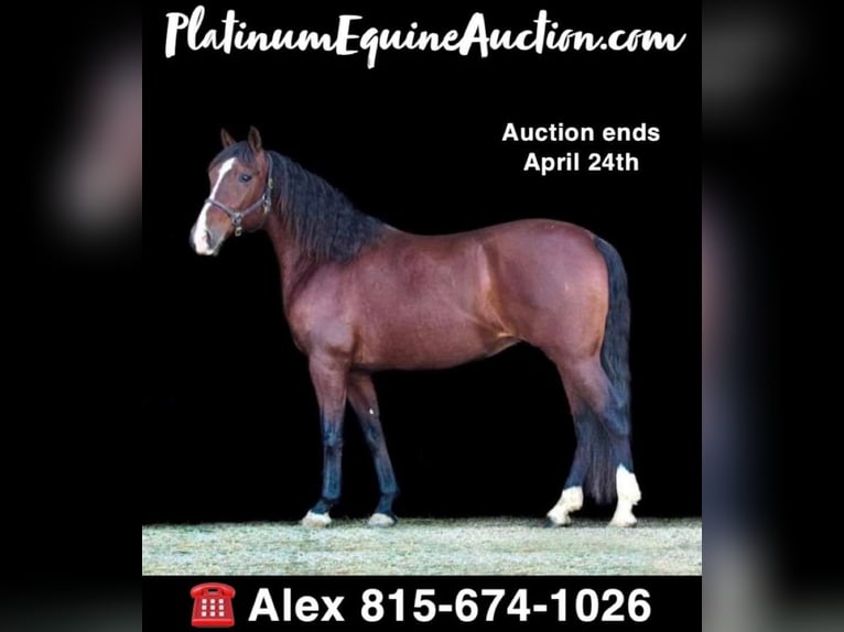 Andalusian Mare 14 years 15,2 hh Bay in Hardinsburg IN