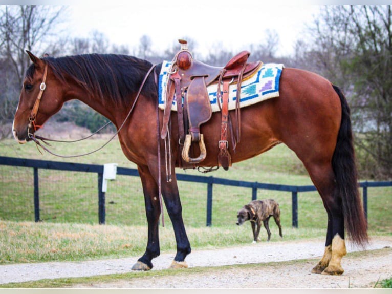 Andalusian Mare 14 years 15,2 hh Bay in Hardinsburg IN