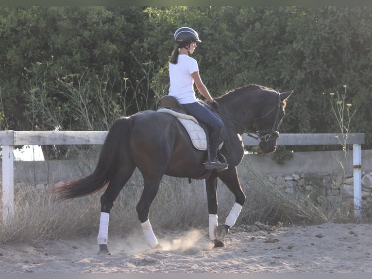 Andalusian Mare 14 years 15,2 hh Black in Valencia