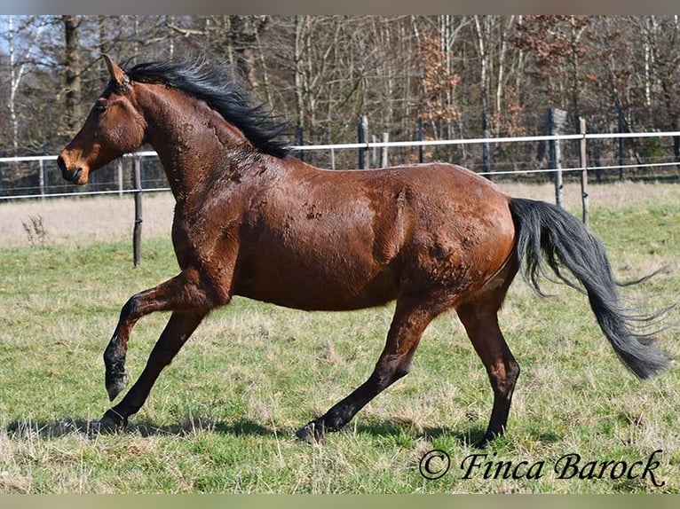 Andalusian Mare 14 years 15.2 hh Brown in Wiebelsheim