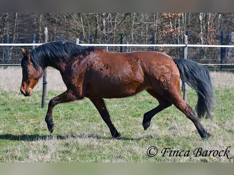 Andalusian Mare 14 years 15.2 hh Brown in Wiebelsheim