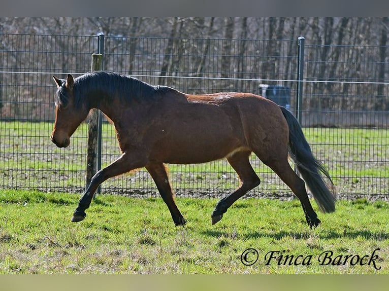 Andalusian Mare 14 years 15.2 hh Brown in Wiebelsheim