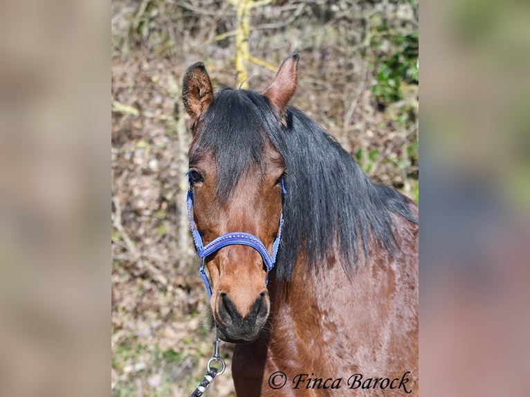 Andalusian Mare 14 years 15.2 hh Brown in Wiebelsheim