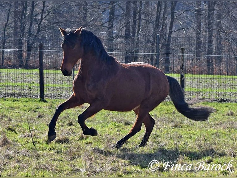 Andalusian Mare 14 years 15.2 hh Brown in Wiebelsheim