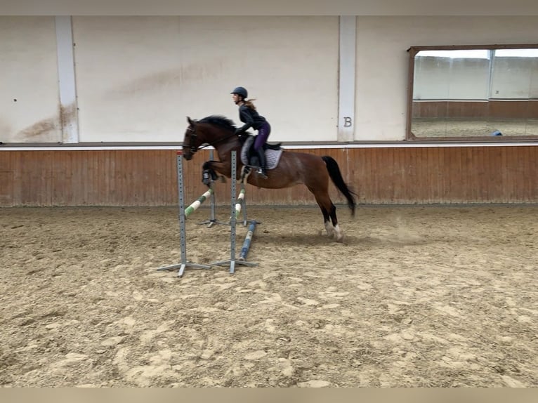 Andalusian Mix Mare 14 years 15,2 hh Brown in Rheinberg