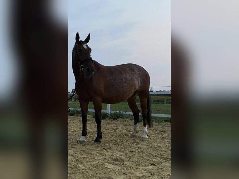 Andalusian Mix Mare 14 years 15,2 hh Brown in Rheinberg