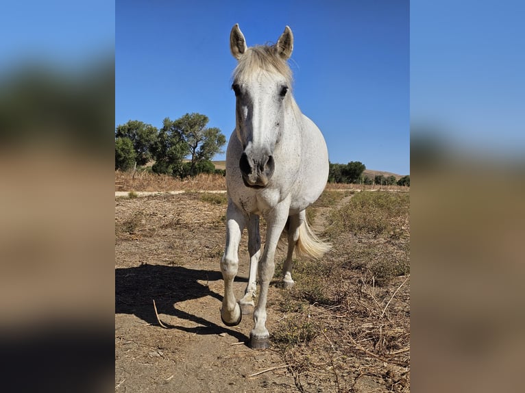 Andalusian Mare 14 years 15,2 hh Gray-Dapple in San Ambrosio