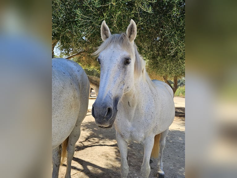 Andalusian Mare 14 years 15,2 hh Gray-Dapple in San Ambrosio