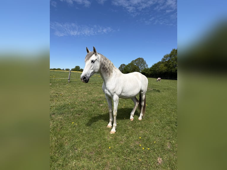 Andalusian Mare 14 years 15.2 hh Grey-Fleabitten in Elmenhorst