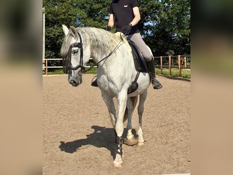 Andalusian Mare 14 years 15.2 hh Grey-Fleabitten in Elmenhorst