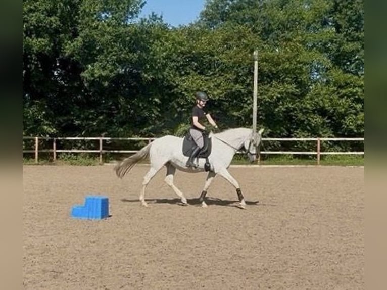 Andalusian Mare 14 years 15.2 hh Grey-Fleabitten in Elmenhorst