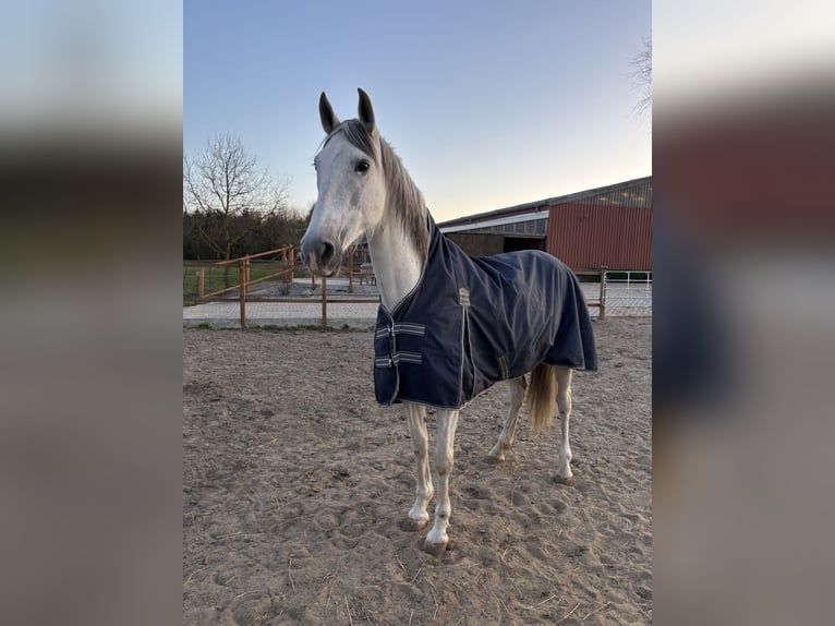 Andalusian Mare 14 years 15.2 hh Grey-Fleabitten in Elmenhorst