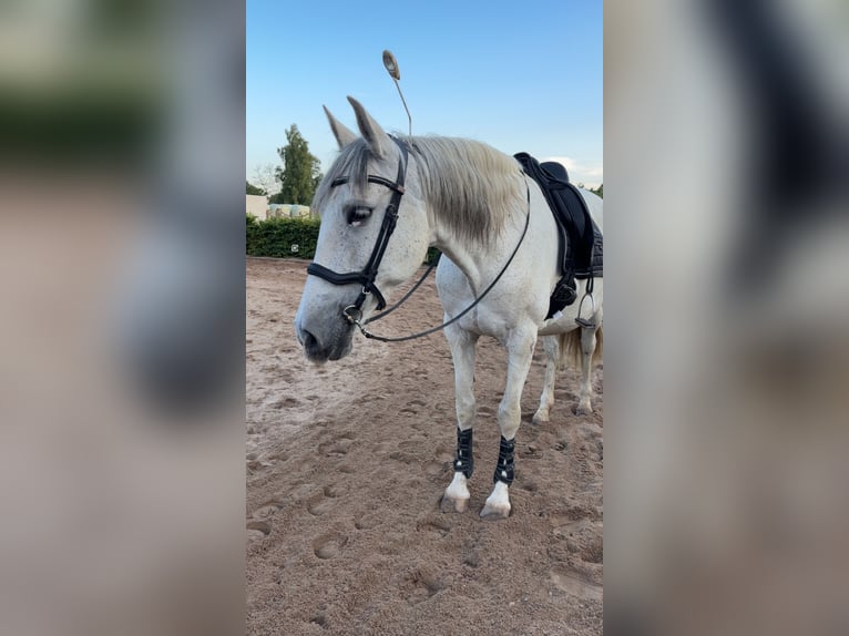 Andalusian Mare 14 years 15.2 hh Grey-Fleabitten in Elmenhorst