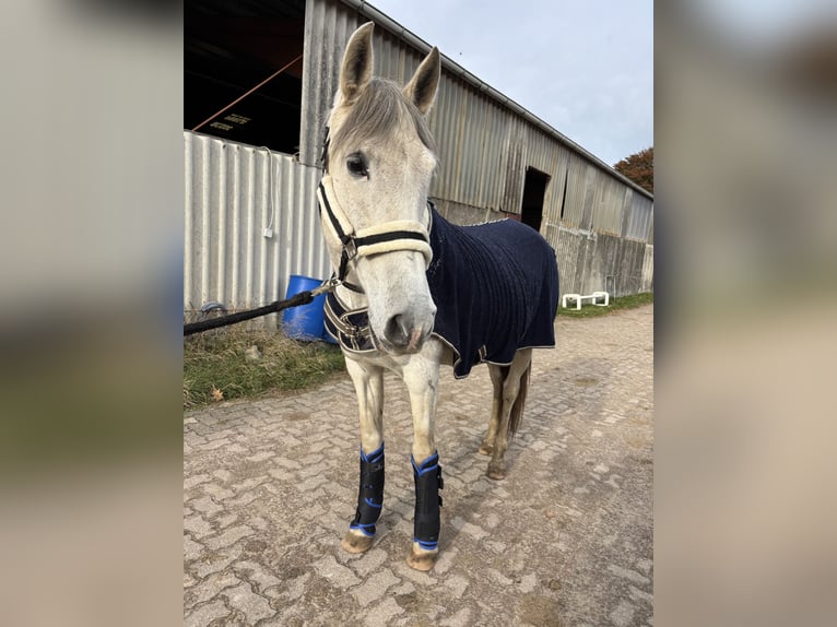 Andalusian Mare 14 years 15.2 hh Grey-Fleabitten in Elmenhorst